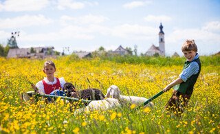 Hauser Kaibling bietet Sommerfrische für 900 Schafe!